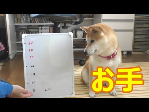 Shiba Inu Height Chart