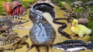 Wow Amazing‼️ Catching big catfish in a hole, snakehead fish, monitor lizard, civet, duck, turtle