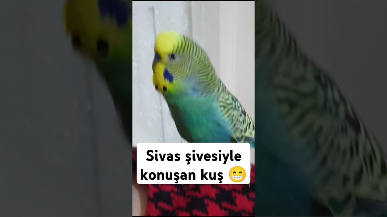 Sivas şivesiyle Konuşan #muhabbetkuşu #birds #parrot #muhabbetkuşu #budgies #love