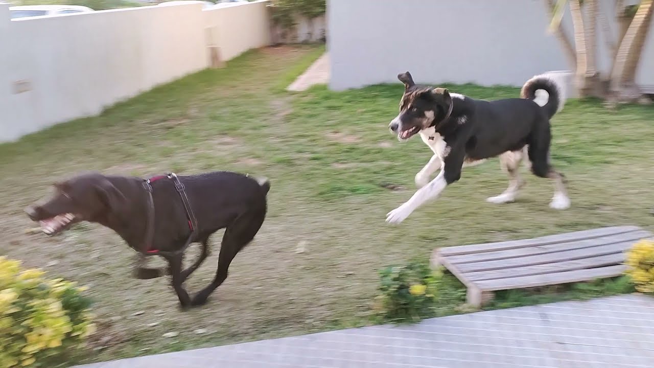 Cão de Gado Transmontano 12 Meses