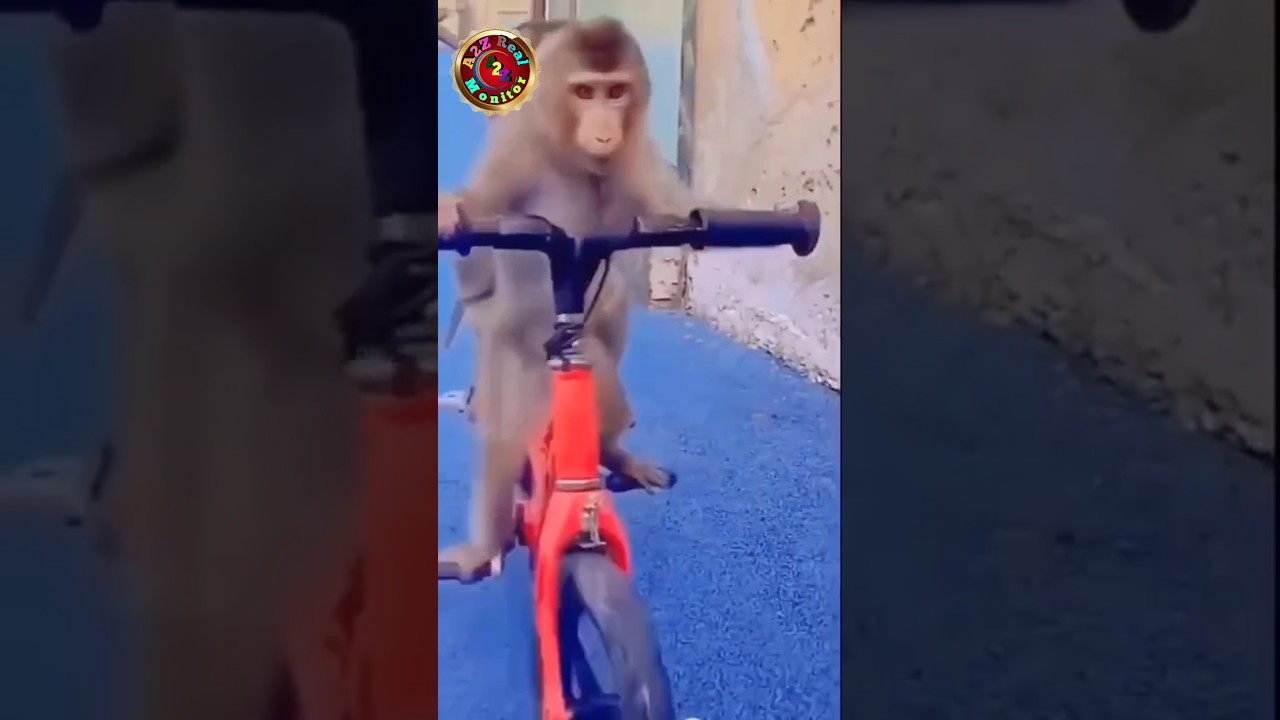 monkey bicycle riding 