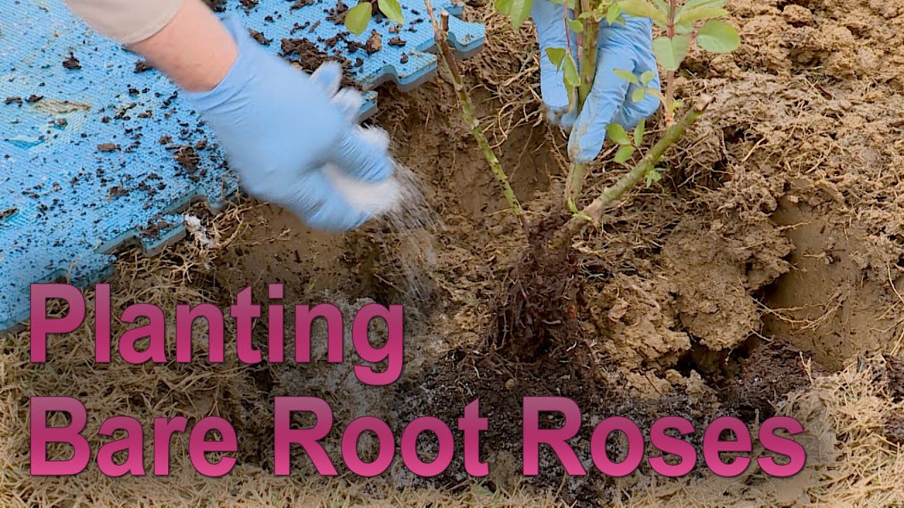 Planting Bare Root Roses – Family Plot