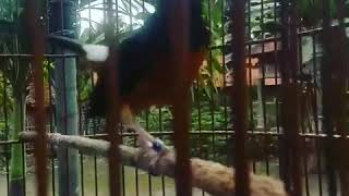 Murai gacor isian cipu/sirtu milik pak H. Sigit wmp