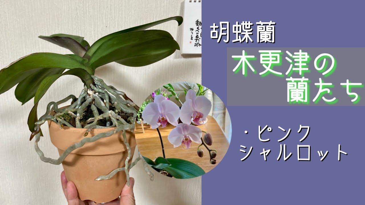 2022年9月6日 《木更津のらん達》 🌸ピンクシャルロット（贈答品