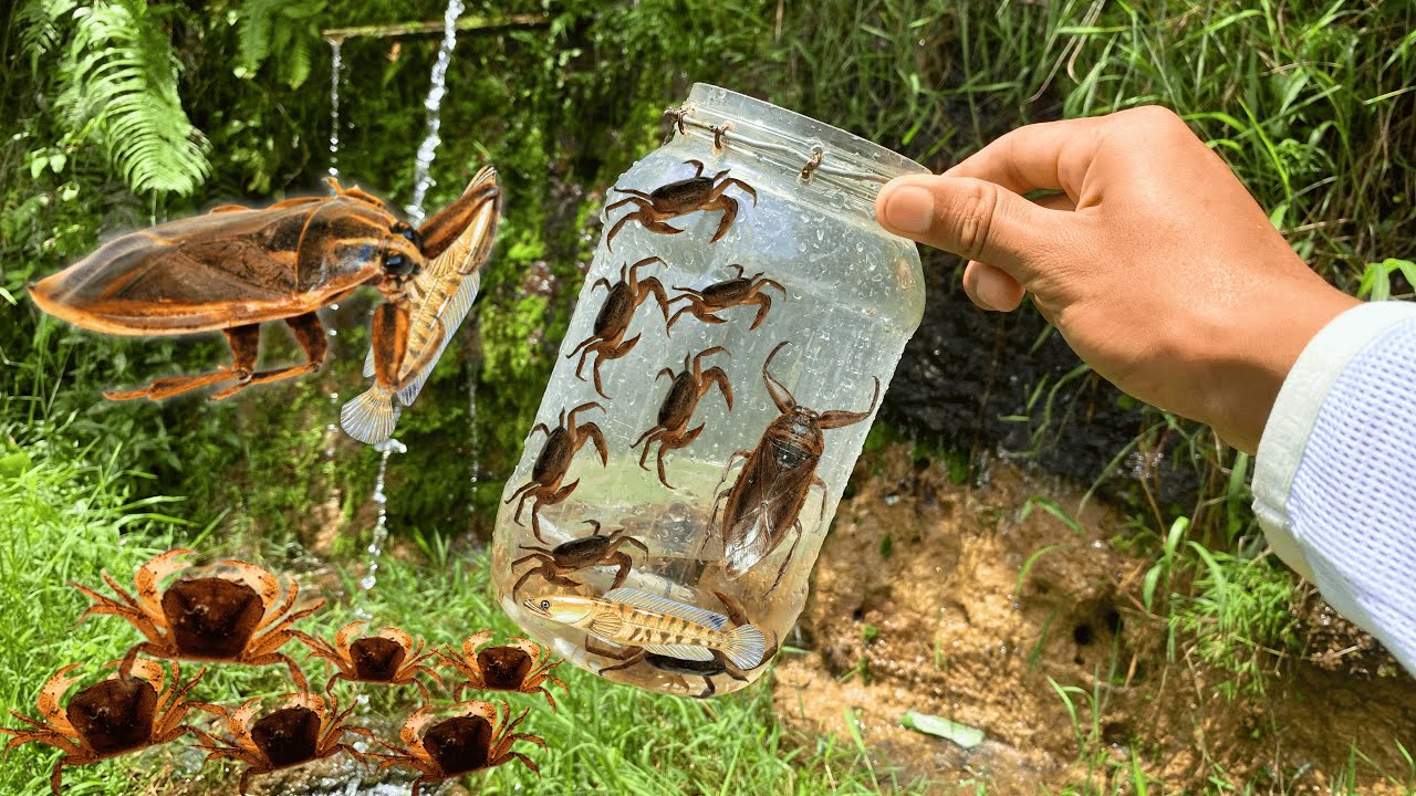 HUNTING TOP Water Insects You Never Knew Existed in 2025