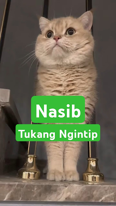LAPORAN PAK RT, NGINTIP PAK RT LAGI WIK WIK !! #kucing #kucinglucu #cat #shorts