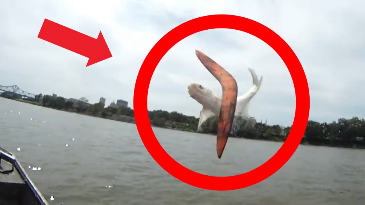 BOOMERANG FISH YouTube