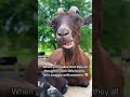 They are very simple 🧠😅#katievanslyke #goats #minigoats