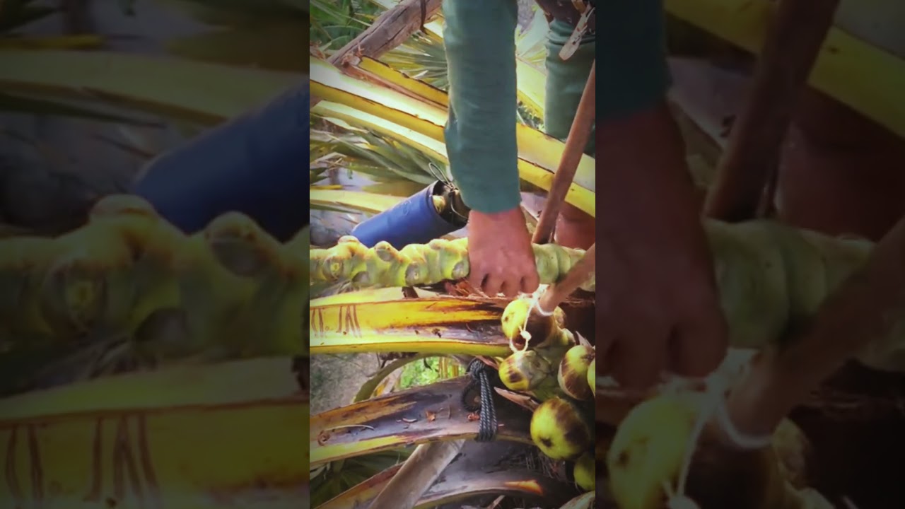 How to make palm juice. 