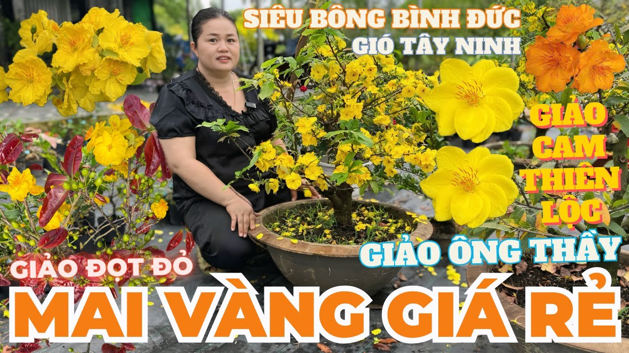 28-02 CHỊ THANH TRÀ Giao Lưu Mai Vàng Giá Rẻ, Giảo Cam Thiên Lộc, Giảo Ông Thầy, Gió Tây Ninh...