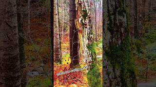 chamn tree cutting ep143#stihl #treeremoval #wood #husqvarna #chainsaw #treecutting #shortsfeed