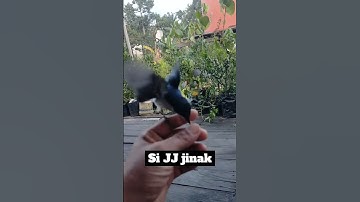 burung Jing Jing batu jinak
