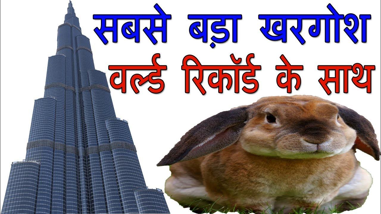 Biggest Rabbit Ever Who Holds The Guinness World Record YouTube