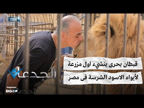 قبطان بحرى ينشيء اول مزرعة لأيواء الاسود الشرسة فى مصر