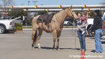 Montana - riding in town! - ValleyViewRanch.net