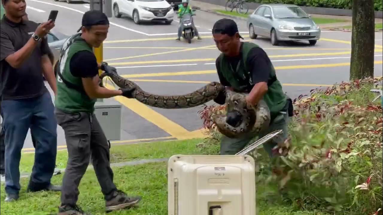 Large python caught in bushes near Paya Lebar Square Singapore - YouTube