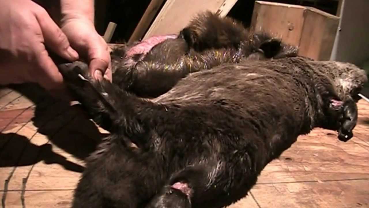 Fur Handling Series: Skinning an Otter