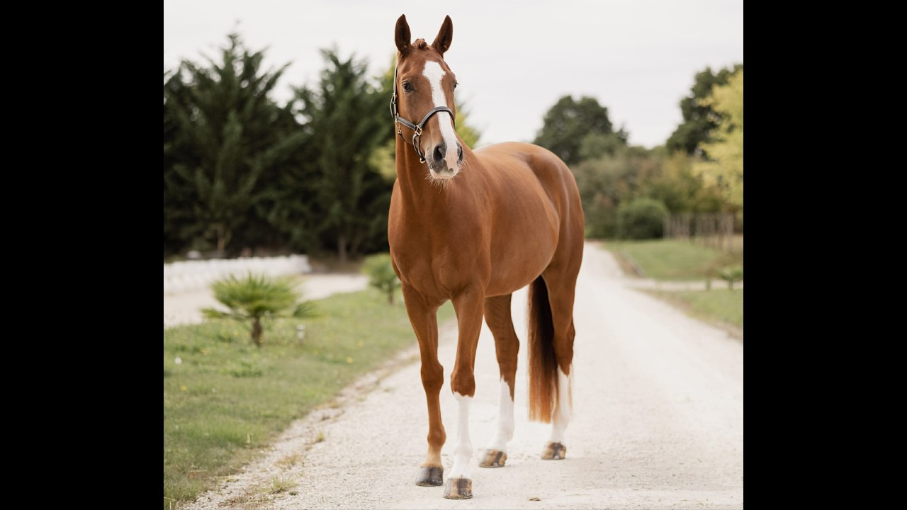 À vendre - Hongre - 7 ans - Hanovrien - Dressage 