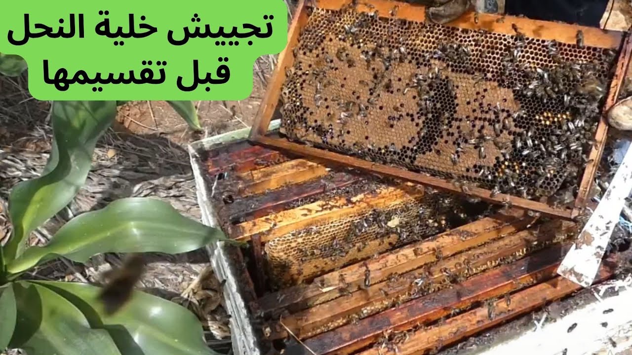 كيف نجبر الملكة على وضع البيض تحضيرا لتقسيم الخلية (التطريد الاصطناعي) . beekeeping for beginners .