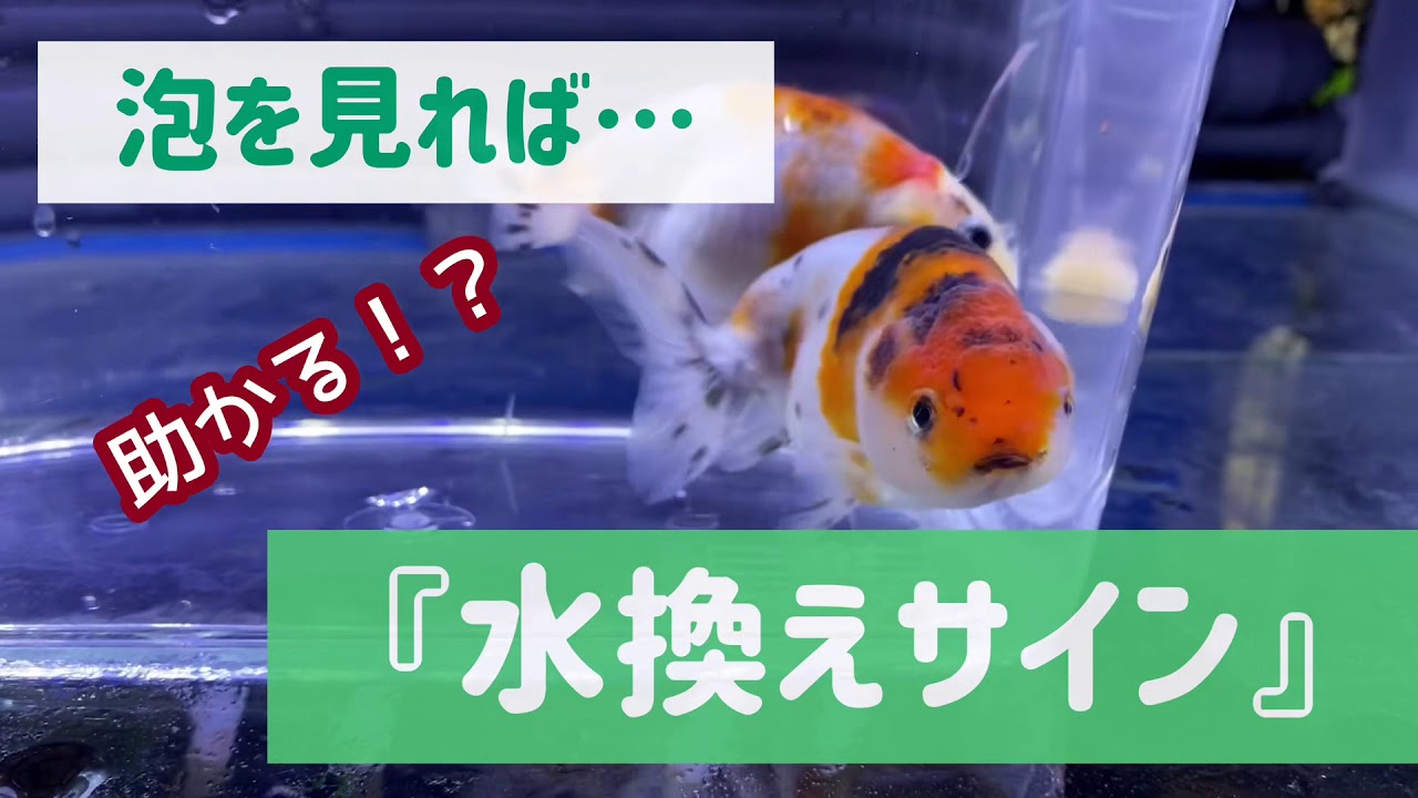 水面に『泡』が残ったら水換えサインかも。 - YouTube