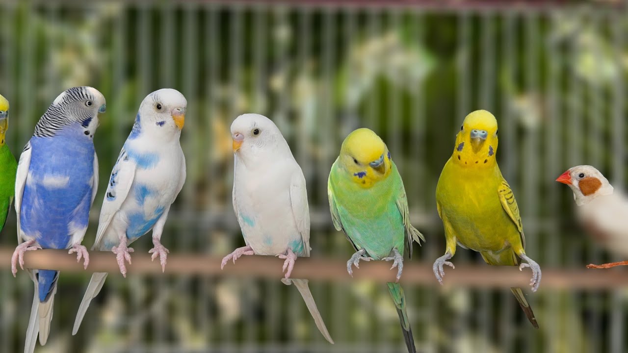 4 Hours of Happy Budgie Sounds • Parakeet Chirping for Joy & Calm