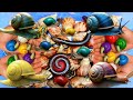 Hunting snail, catching snail, menemukan siput, bekicot, keong, kaki seribu, millipede, berpetualang