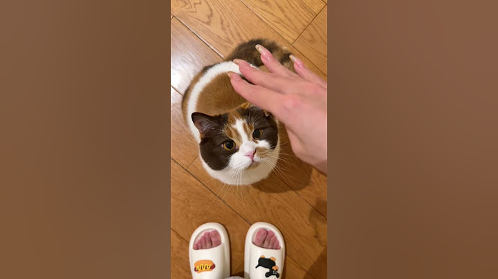 那我就挂在妈妈身上啦！ #猫咪 #它真的好像个小宝宝