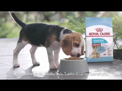 Royal Canin จุดเริ่มต้นที่ดี เพื่อสุขภาพของลูกสุนัข