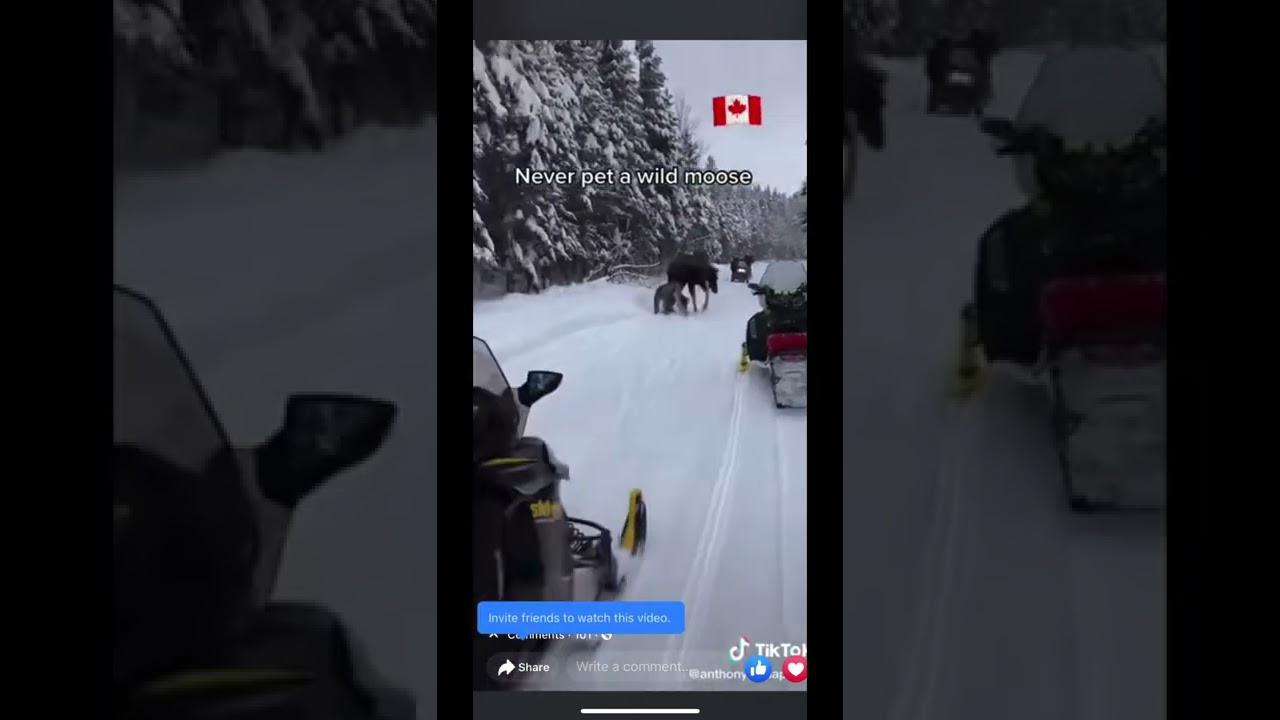 Why you don’t pet wild moose….