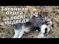 Загонная охота на ЛОСЯ и МЕДВЕДЯ! Зверь добыт в первом загоне!