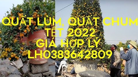 quất lùm tết 2022, quất chum dù các loại0383642809