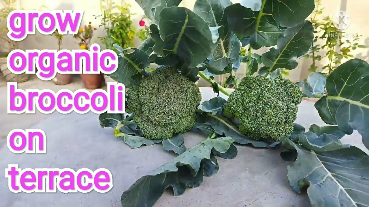 How to grow Broccoli on your Terrace Garden || छत की क्यारी में ब्रोकली कैसे उगाएं