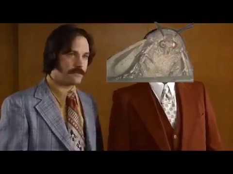 i-love-lamp-(moth-meme)