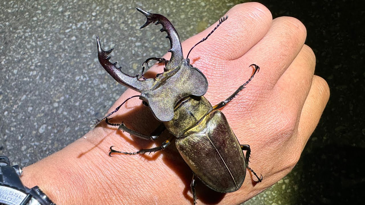 台湾の山に巨大なミヤマクワガタがいた