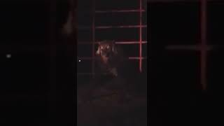 supuesto lobizon en la provincia de chaco