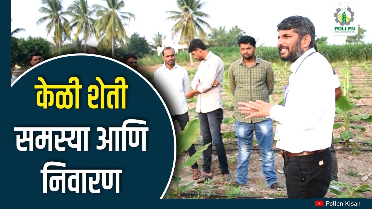 केळी शेती रोग समस्या आणि निवारण । शिवारफेरी ।Pollen Kisan
