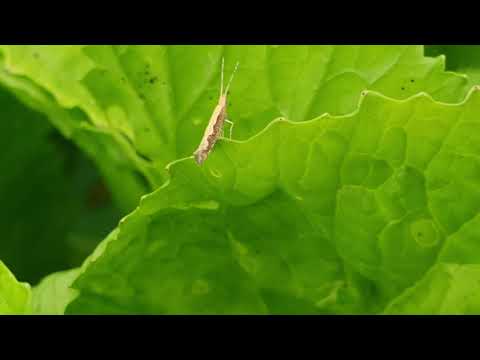Video Ấu trùng và bướm sâu Tơ gây hại trên rau Họ Cải... - youtube