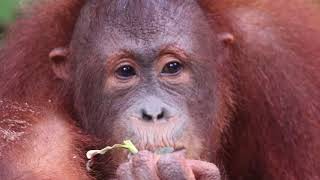 The Orangutans of Borneo  Sepilok Orangutan Rehabilitation Centre