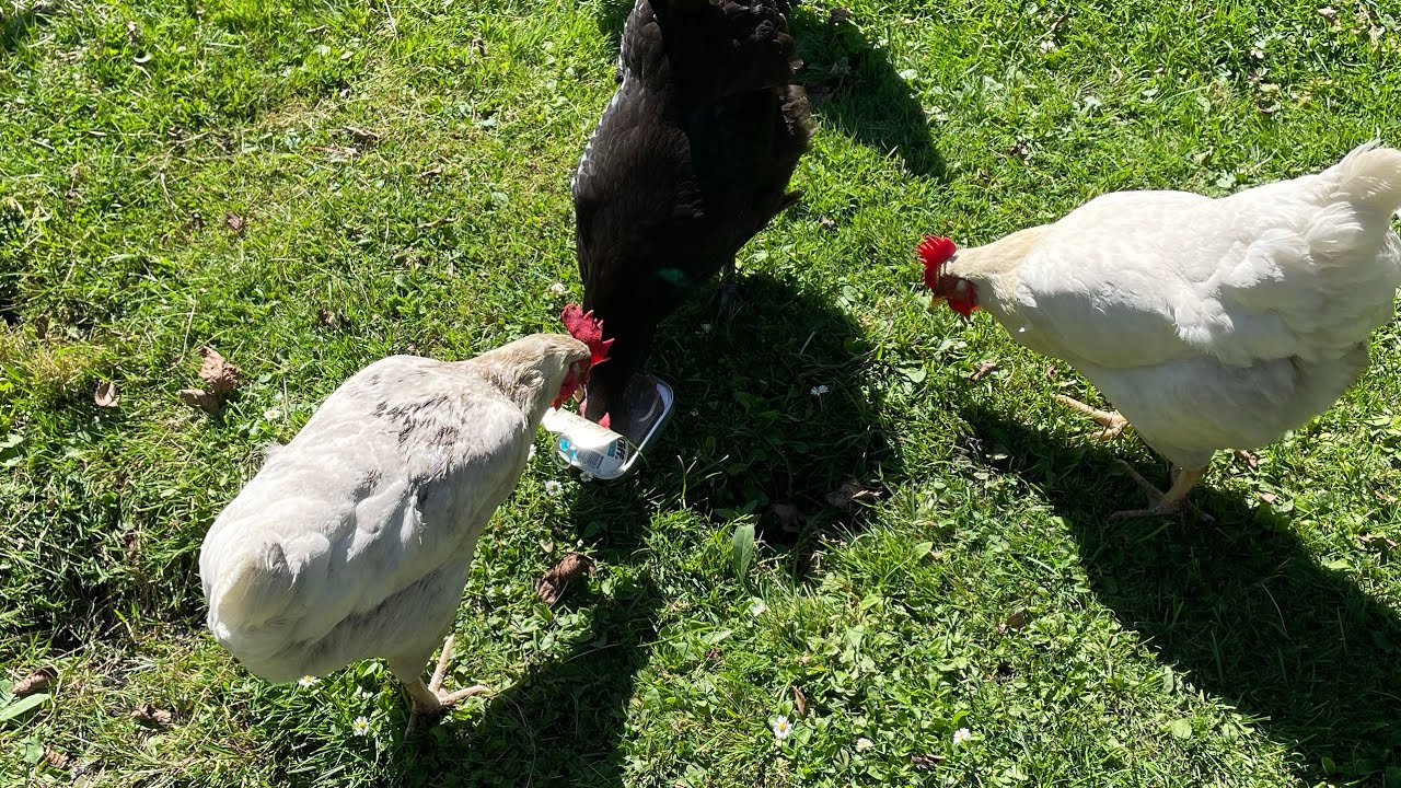 Chickens love, sardines YouTube