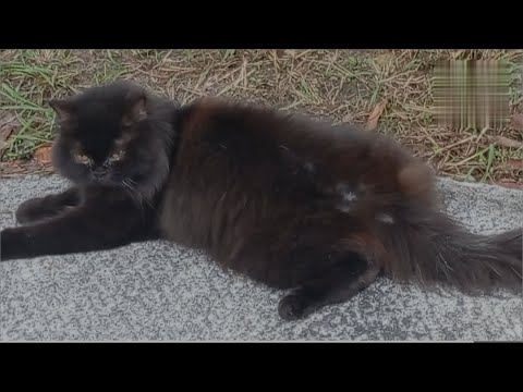 Kasihan! Kucing ras sakit kulit yang dibuang | Purebred cat with skin disease that was thrown away
