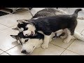 ♥かわいい犬と猫面白いことP1♥ペットかわいい動画2019