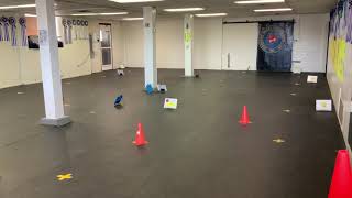 AKC VIRTUAL BEGINNER NOVICE OBEDIENCE COURSE 3/Karma