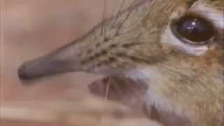 Take a closer look at that snout!