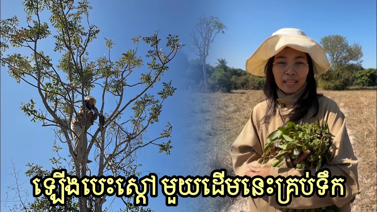 Climbing the tree pick best veggie for lunch | a cold day in the village 