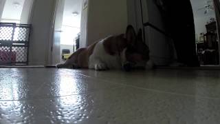 Broading Corgi loves to rock luxury watches (part 3)