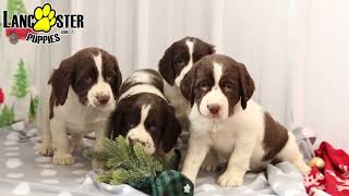 Beautiful English Springer Spaniel Puppies