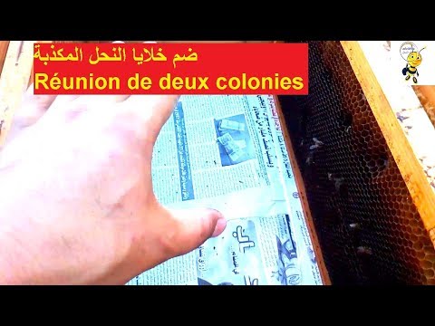ضم او دمج خلايا النحل بها أمهات كاذبة Meeting of two colonies of bees