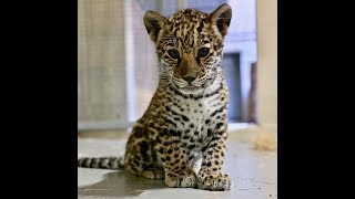 Memphis Zoo Insider: Jaguar Cubs