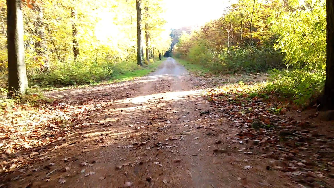 Speed Forst Speed forest ASMR - YouTube