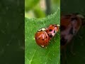 Ladybug ADULT Picnic! 😆 I added a Blues track to make it funnier. #bugs #insect #lovesong #lovebugs
